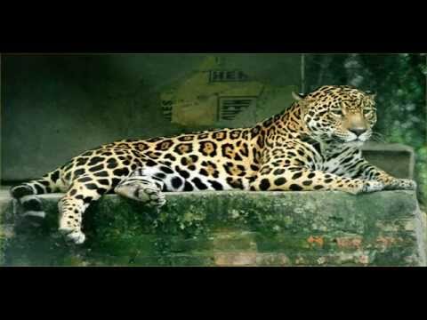 Jaguar Sounds