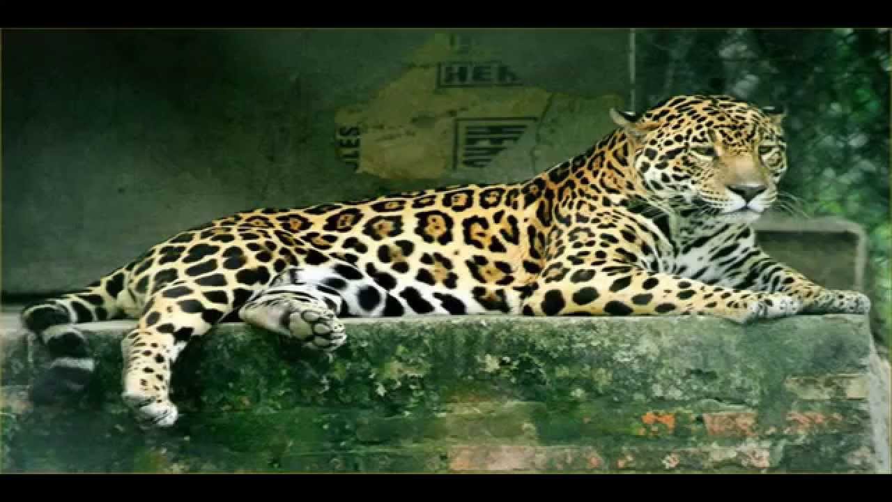 Jaguars chuffing (prusten sound) 