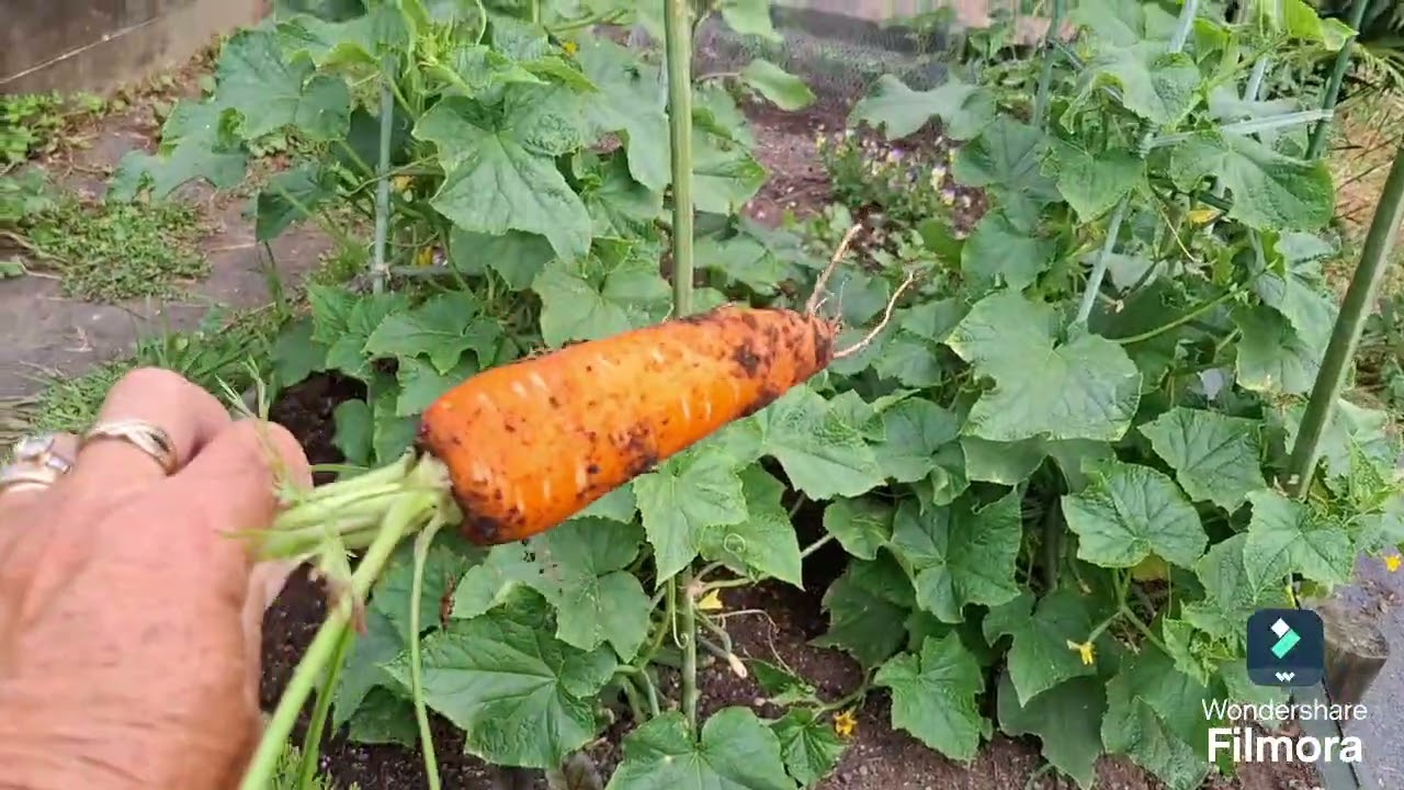 2025 veg garden Kaths Gully Garden NZ