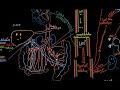 Syndrome hépato-rénal - Docteur Synapse