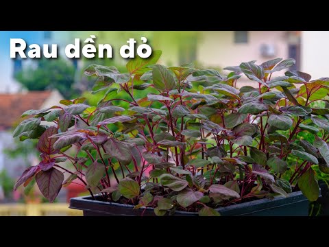 Video Trồng rau dền tía đỏ hữu cơ, trồng một lần cho cả nhà... - youtube