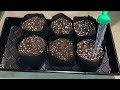 Using Nursery Bags to Easily Start a Grow from Seed