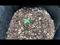 Using Nursery Bags to Easily Start a Grow from Seed