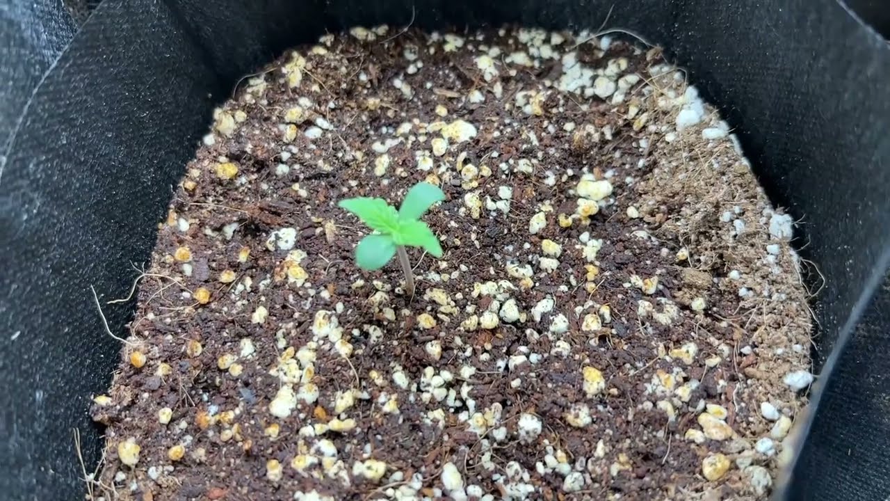 Using Nursery Bags to Easily Start a Grow from Seed