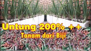 Cara Tanam Bawang Merah Agar Cepat Panen Anti Busuk | How to Plant Shallot at Home