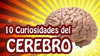 10 Curiosidades sobre nuestro cerebro - Sabías que...