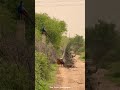 #viralvideo #trending #shortvideo #vlog #sawanspecial #video #wildlife #Abhishekyadav@1486