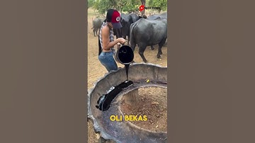 Peternak ini memberi makan sapi dengan oli bekas #shortvideo