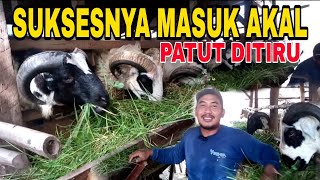 BELAJAR DARI KEGAGALAN KINI SUKSES USAHA DOMBA