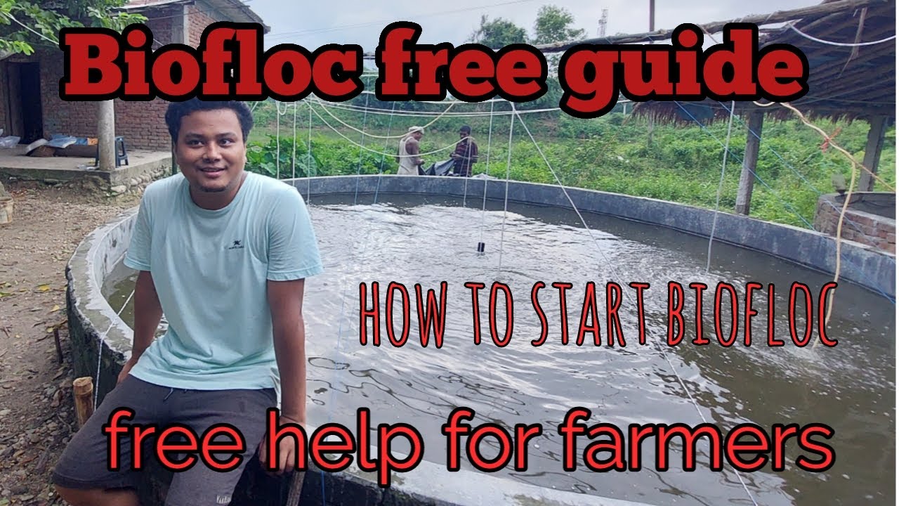 Biofloc fish farming | Free training | what is biofloc |how to start ...