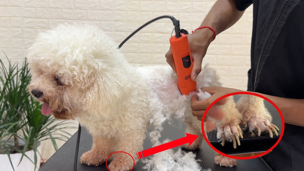 she too small to carry severe matted hair and too long nail grown