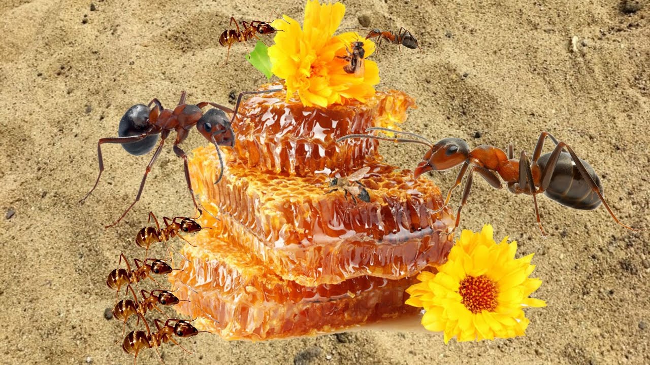 Колония муравьев любит мед или сок? | Эксперимент по кормлению муравьев