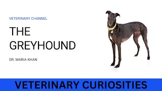 SOME INTRESTING FACTS ABOUT GREYHOUND DOG
