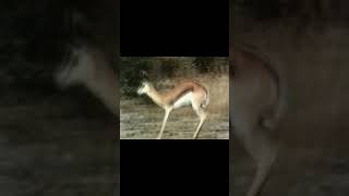 Quel est cet animal ?