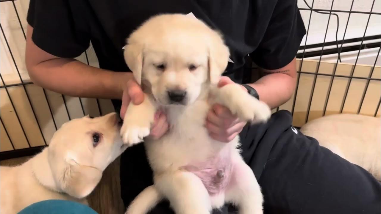 Fluffy Labrador Puppies get Banana Milkshakes on their 5 week Birthday