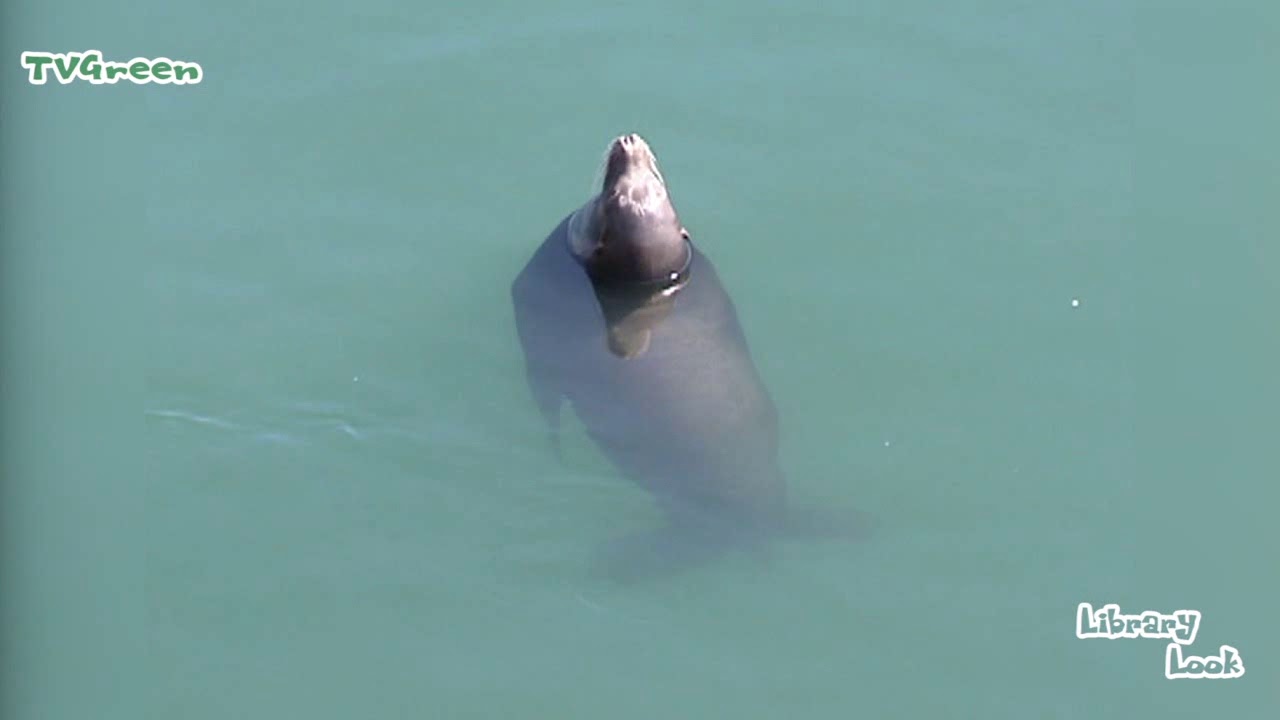 FaunaView: Sealion Habbits