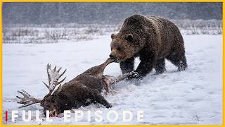 Wild Grizzly Bears: Survival Against All Odds | Nature Animal Documentary