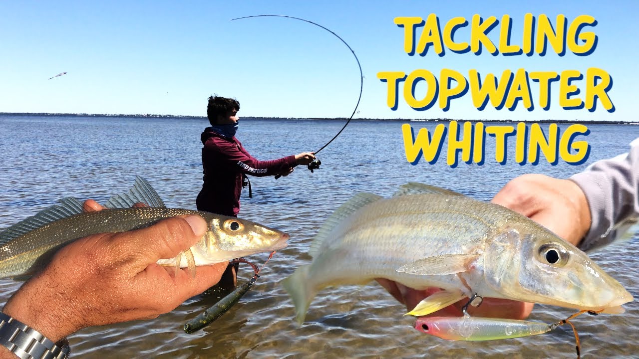 The Ultimate Guide to Topwater Whiting Fishing + Lure & Leader