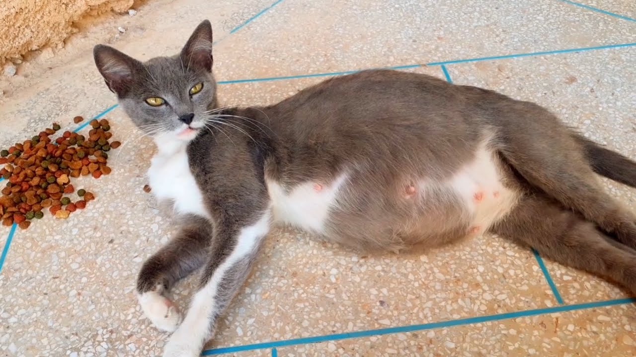 Poor Pregnant Cat Show Me Her Big Belly Youtube