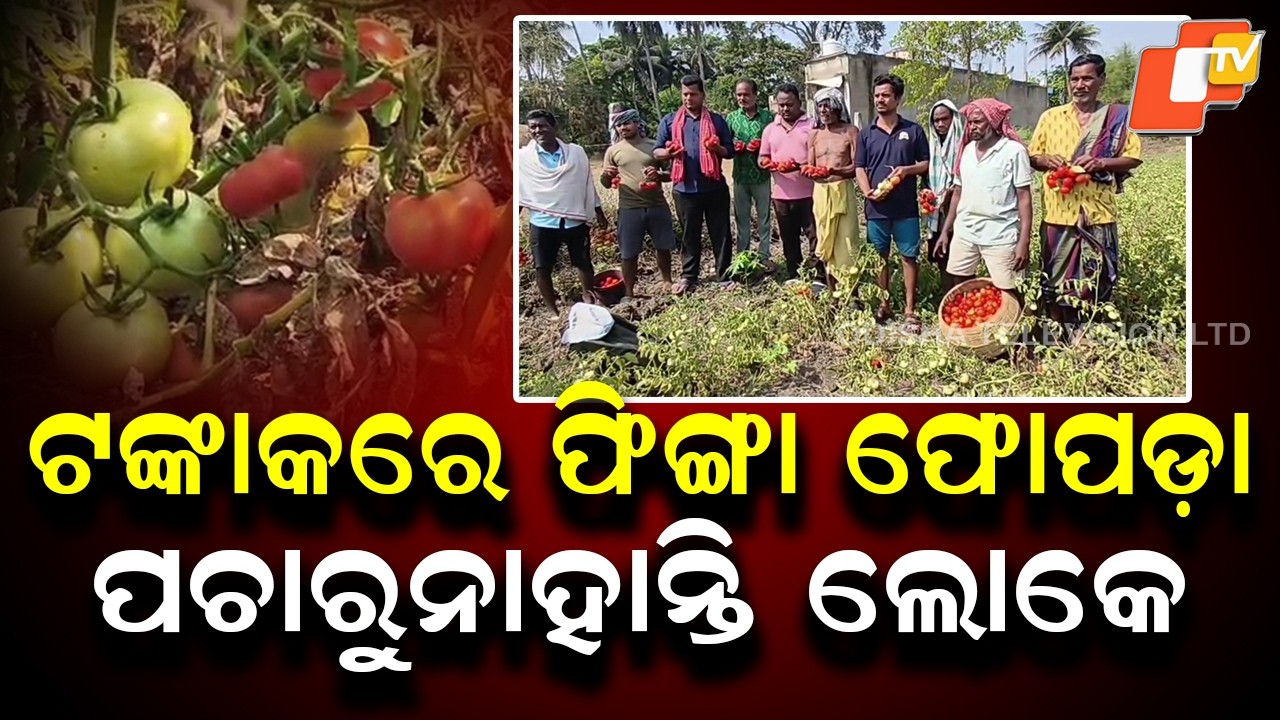 Tomato Prices Crash in Odisha — Farmers Forced to Let Crops Rot