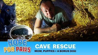 CAVE rescue with lots of puppies, and a bonus dog who read my mind!!! #puppy