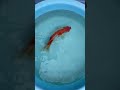 ジャンボ獅子頭no.5 上見
