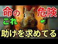 【命の危険】うさぎが助けを求める瞬間
