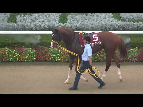 【札幌記念2023】 全頭パドック 現地映像 プログノーシス