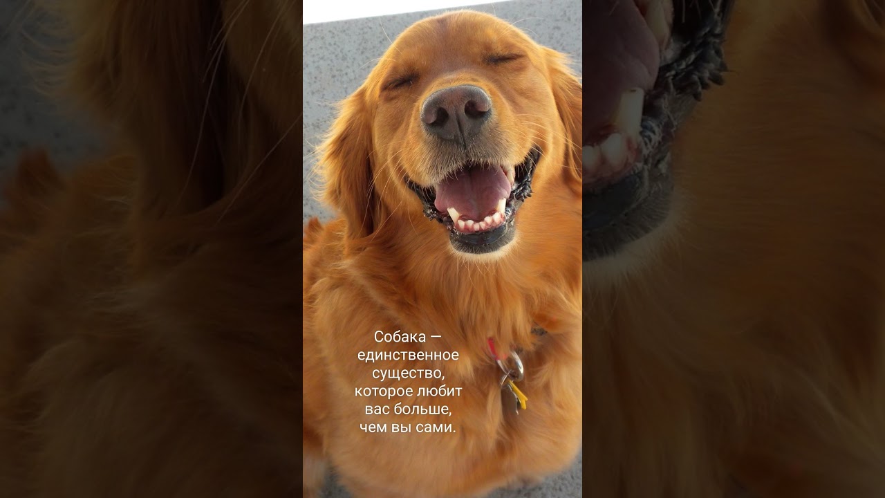 Собака — единственное существо, которое любит вас больше, чем вы сами.
