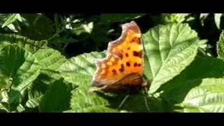 De vliegkunstenaars:gehakkelde aurelia 600 beelden per seconde