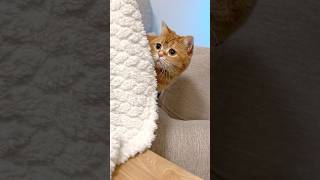 Tiny Friends, Great Teamwork 🏐