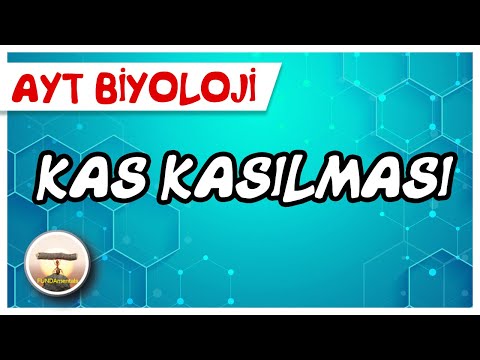 AYT Biyoloji | Kas Kasılması #sayfa58