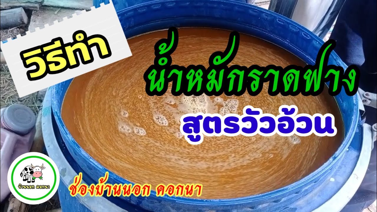 วิธีทำน้ำหมักราดฟางสูตรวัวอ้วนไว้ใช้เอง