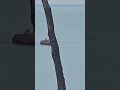 🦢LAKE ERIE 🪶 POACHING🦚 (No hunting under power)