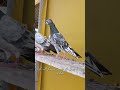 Kabootar pigeon shok babybird  kasur pigeon shok