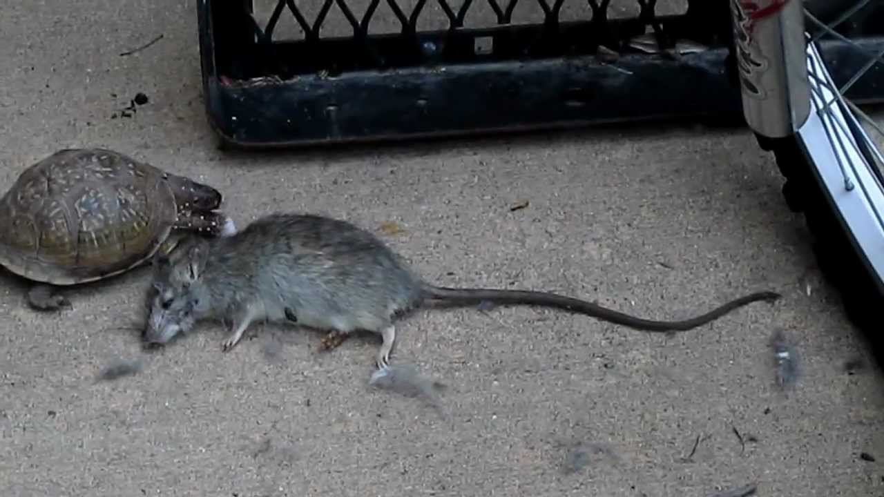 TURTLE EATS DEAD RAT YouTube