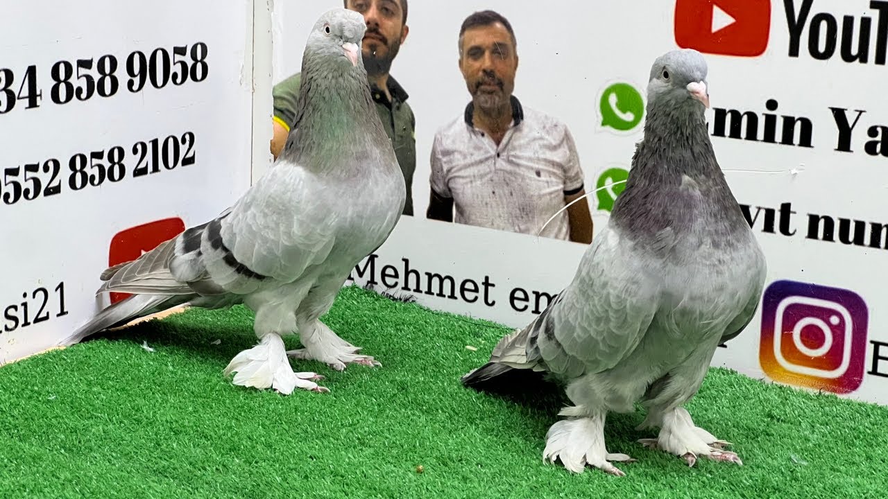 🔴 Canlı Oyun Kuşu Güvercin Mezatı | Emin Yahşi Canlı Mezat | #oyunkuşu