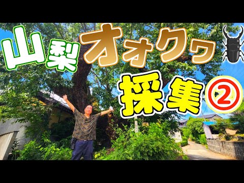 山梨でオオクワガタを採る！～2日目～ - YouTube