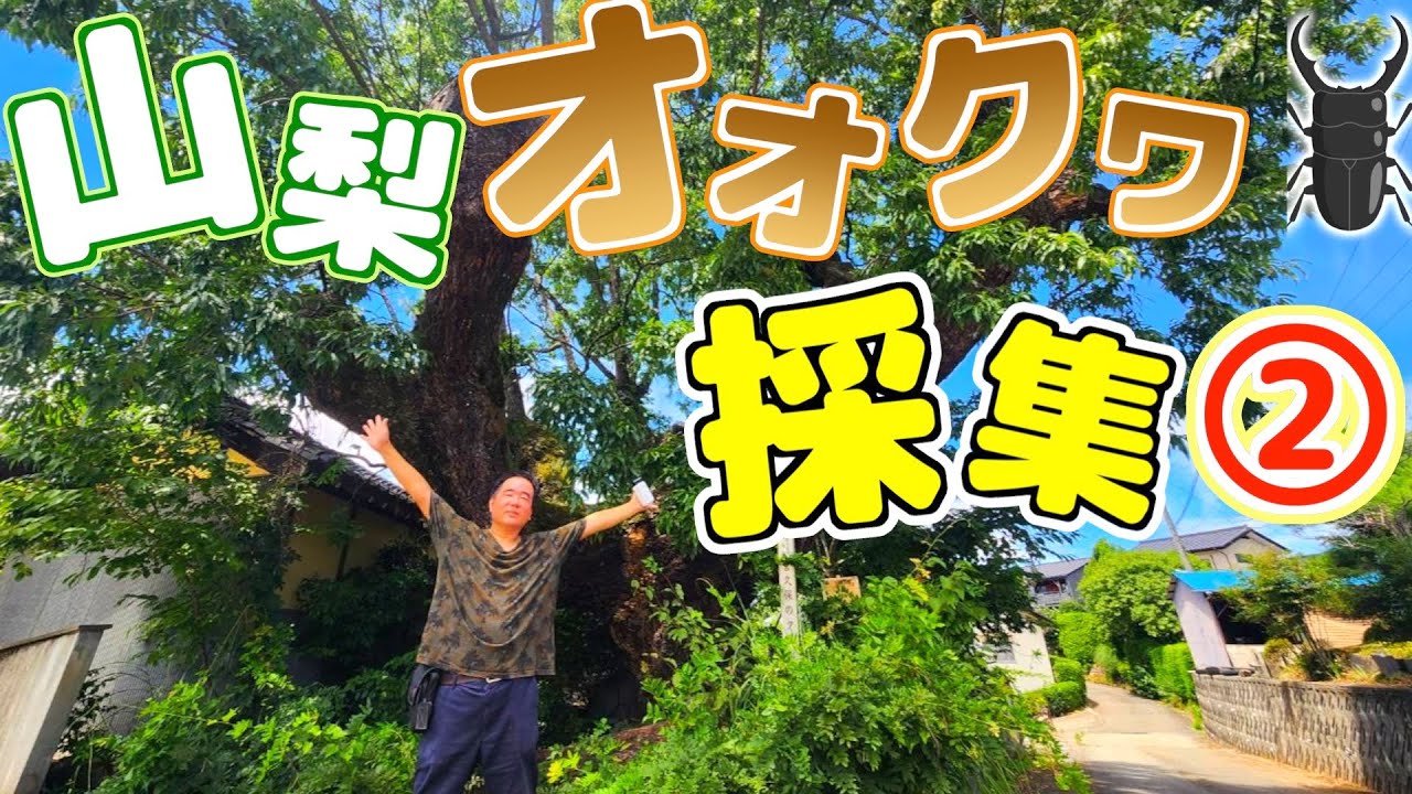 山梨でオオクワガタを採る！～2日目～ - YouTube