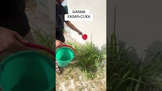 Racun Rumput Organic