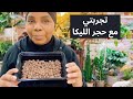 حجر الليكا وانواع التربة الجاهزة للنباتات 