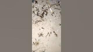 siraru