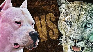PERRO VS PUMA  ¿Realmente Puede un Perro contra un Puma?