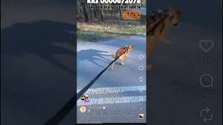 #zwierzaki #viral #news #doda #schronisko #animals #live FUNDACJA JUDYTA