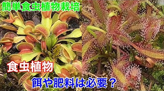 サラセニアの育て方と管理 Youtube サラセニアの育て方と管理 Youtube