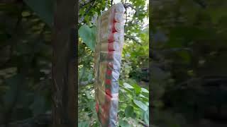 7 STAR 🌟 FIRECRACKERS 🧨 VINTAGE DEMO 1967-1979 ICC-EARLY DOT CLASS C ERA China INTNL Market 💣 🧨