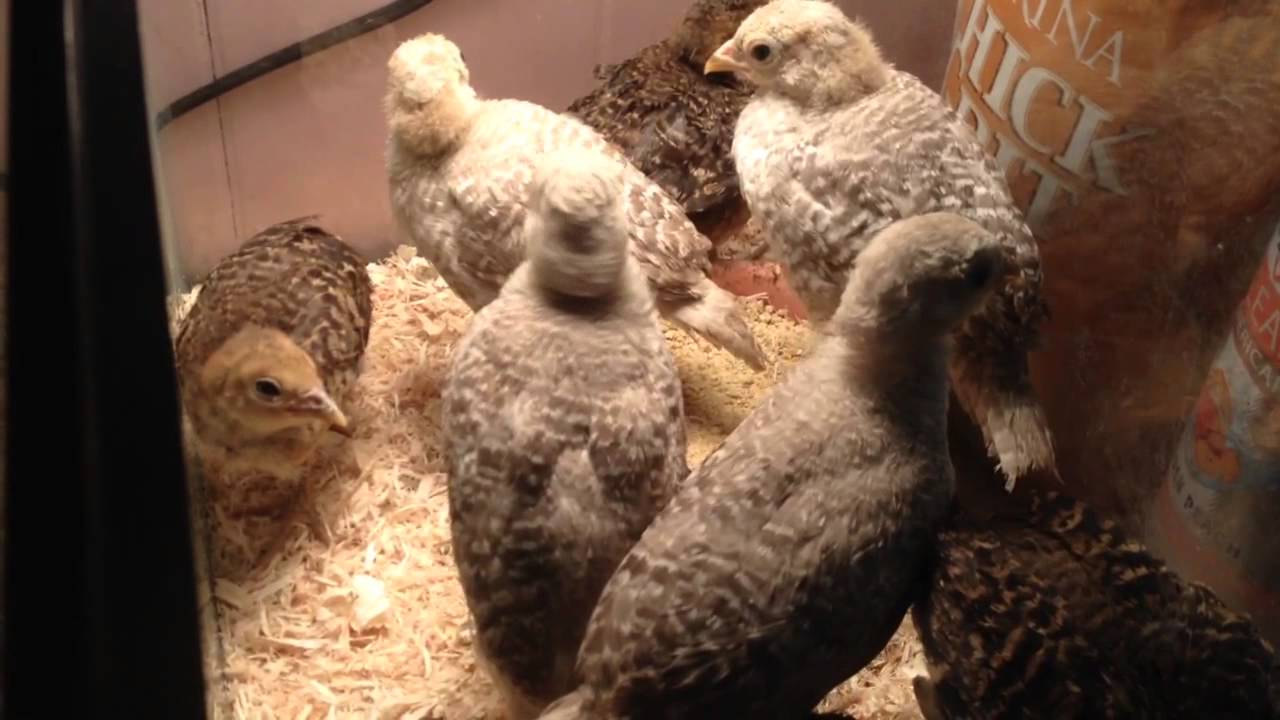 Red Golden & Yellow Golden Pheasant Chicks. YouTube