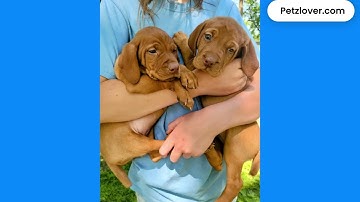 Meet Knox, an adorable male Vizsla puppy located in Columbus, Columbia County, Wisconsin.
