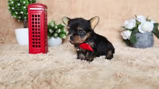 Yorkshire Terrier Super mini Female Zolla Litter by Devoue Kennel 1,685 views 5 years ago 59 seconds