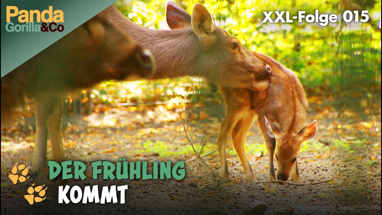 XXL-Frühlings-Spezial: Frühlingsgefühle im Zoo | Panda, Gorilla & Co.